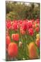 Spring flowers, Butchart Gardens, Saanich Peninsula, Victoria, British Columbia, Canada-Stuart Westmorland-Mounted Photographic Print