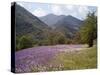 Spring Flowers, Cantabria, Spain, Europe-null-Stretched Canvas