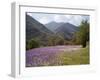 Spring Flowers, Cantabria, Spain, Europe-null-Framed Photographic Print