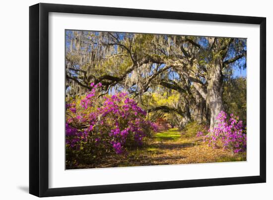 Spring Flowers Charleston Sc Azalea Blooms Deep South Landscape Photography-daveallenphoto-Framed Photographic Print