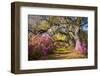 Spring Flowers Charleston Sc Azalea Blooms Deep South Landscape Photography-daveallenphoto-Framed Photographic Print