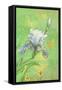 Spring Flowers III-Maria Rytova-Framed Stretched Canvas