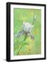 Spring Flowers III-Maria Rytova-Framed Giclee Print