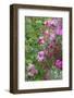 Spring flowers in a garden. British Columbia, Canada-Stuart Westmorland-Framed Photographic Print