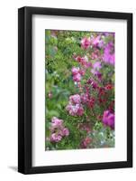 Spring flowers in a garden. British Columbia, Canada-Stuart Westmorland-Framed Photographic Print