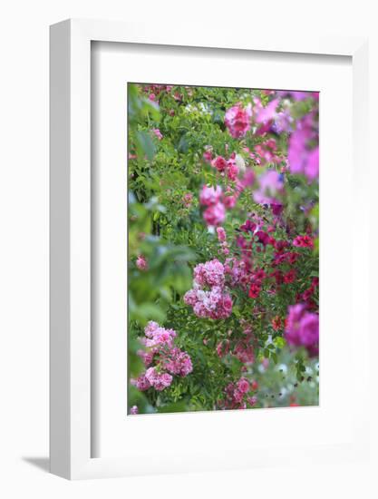 Spring flowers in a garden. British Columbia, Canada-Stuart Westmorland-Framed Photographic Print