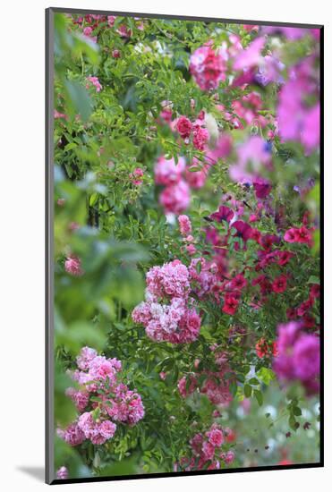 Spring flowers in a garden. British Columbia, Canada-Stuart Westmorland-Mounted Photographic Print