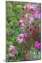Spring flowers in a garden. British Columbia, Canada-Stuart Westmorland-Mounted Photographic Print