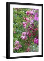 Spring flowers in a garden. British Columbia, Canada-Stuart Westmorland-Framed Premium Photographic Print