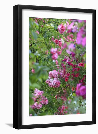 Spring flowers in a garden. British Columbia, Canada-Stuart Westmorland-Framed Premium Photographic Print