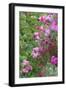 Spring flowers in a garden. British Columbia, Canada-Stuart Westmorland-Framed Premium Photographic Print