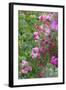 Spring flowers in a garden. British Columbia, Canada-Stuart Westmorland-Framed Photographic Print