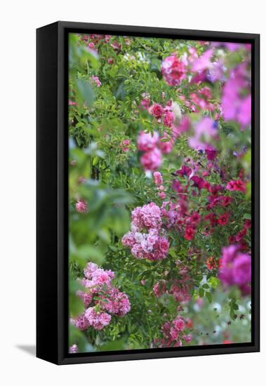 Spring flowers in a garden. British Columbia, Canada-Stuart Westmorland-Framed Stretched Canvas