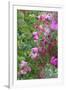 Spring flowers in a garden. British Columbia, Canada-Stuart Westmorland-Framed Photographic Print