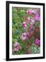 Spring flowers in a garden. British Columbia, Canada-Stuart Westmorland-Framed Photographic Print