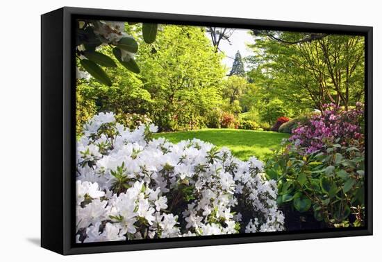 Spring Flowers in Crystal Springs Rhododendron Garden, Portland, Oregon, USA-Craig Tuttle-Framed Stretched Canvas