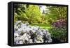 Spring Flowers in Crystal Springs Rhododendron Garden, Portland, Oregon, USA-Craig Tuttle-Framed Stretched Canvas