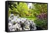 Spring Flowers in Crystal Springs Rhododendron Garden, Portland, Oregon, USA-Craig Tuttle-Framed Stretched Canvas