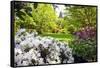 Spring Flowers in Crystal Springs Rhododendron Garden, Portland, Oregon, USA-Craig Tuttle-Framed Stretched Canvas