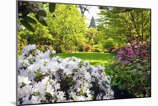 Spring Flowers in Crystal Springs Rhododendron Garden, Portland, Oregon, USA-Craig Tuttle-Mounted Photographic Print