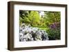 Spring Flowers in Crystal Springs Rhododendron Garden, Portland, Oregon, USA-Craig Tuttle-Framed Photographic Print