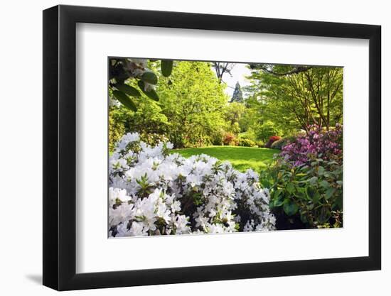 Spring Flowers in Crystal Springs Rhododendron Garden, Portland, Oregon, USA-Craig Tuttle-Framed Photographic Print