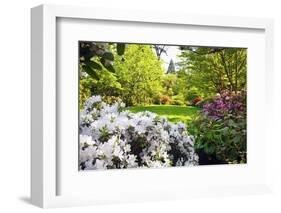 Spring Flowers in Crystal Springs Rhododendron Garden, Portland, Oregon, USA-Craig Tuttle-Framed Photographic Print