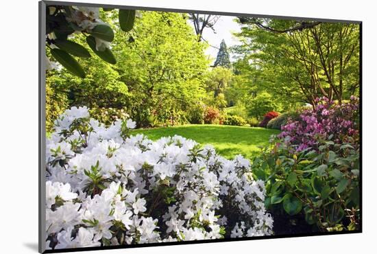 Spring Flowers in Crystal Springs Rhododendron Garden, Portland, Oregon, USA-Craig Tuttle-Mounted Photographic Print