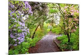 Spring Flowers in Crystal Springs Rhododendron Garden, Portland, Oregon, USA-Craig Tuttle-Mounted Photographic Print