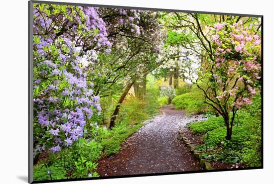 Spring Flowers in Crystal Springs Rhododendron Garden, Portland, Oregon, USA-Craig Tuttle-Mounted Photographic Print