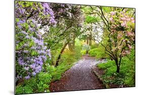 Spring Flowers in Crystal Springs Rhododendron Garden, Portland, Oregon, USA-Craig Tuttle-Mounted Photographic Print