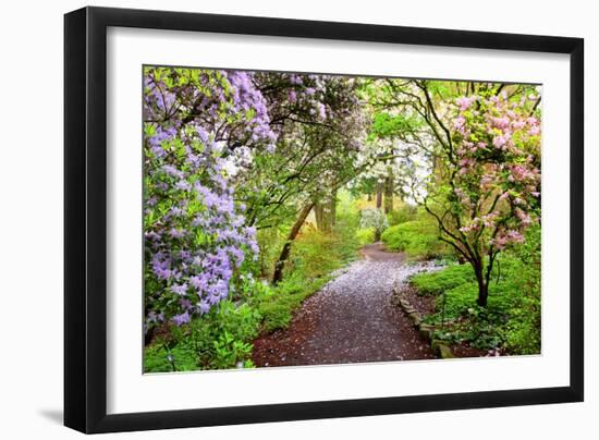 Spring Flowers in Crystal Springs Rhododendron Garden, Portland, Oregon, USA-Craig Tuttle-Framed Photographic Print