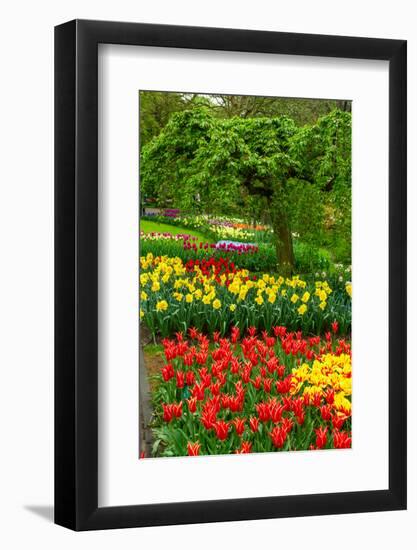 Spring Flowers in Holland Garden-neirfy-Framed Photographic Print