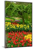 Spring Flowers in Holland Garden-neirfy-Mounted Photographic Print