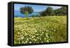 Spring Flowers in Zingaro Nature Reserve Near Scopello on This North West Coast-Rob Francis-Framed Stretched Canvas