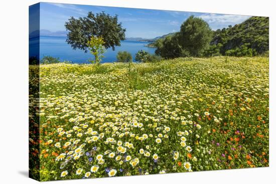 Spring Flowers in Zingaro Nature Reserve Near Scopello on This North West Coast-Rob Francis-Stretched Canvas