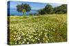 Spring Flowers in Zingaro Nature Reserve Near Scopello on This North West Coast-Rob Francis-Stretched Canvas