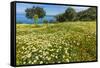 Spring Flowers in Zingaro Nature Reserve Near Scopello on This North West Coast-Rob Francis-Framed Stretched Canvas