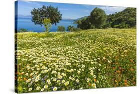 Spring Flowers in Zingaro Nature Reserve Near Scopello on This North West Coast-Rob Francis-Stretched Canvas