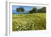 Spring Flowers in Zingaro Nature Reserve Near Scopello on This North West Coast-Rob Francis-Framed Photographic Print