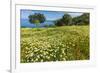 Spring Flowers in Zingaro Nature Reserve Near Scopello on This North West Coast-Rob Francis-Framed Photographic Print