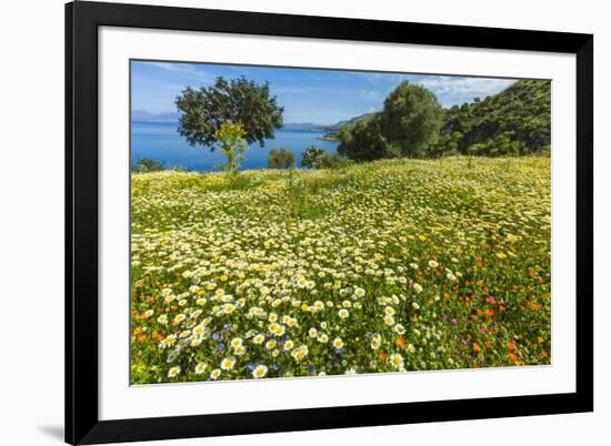 Spring Flowers in Zingaro Nature Reserve Near Scopello on This North West Coast-Rob Francis-Framed Photographic Print