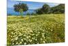Spring Flowers in Zingaro Nature Reserve Near Scopello on This North West Coast-Rob Francis-Mounted Photographic Print