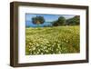 Spring Flowers in Zingaro Nature Reserve Near Scopello on This North West Coast-Rob Francis-Framed Photographic Print