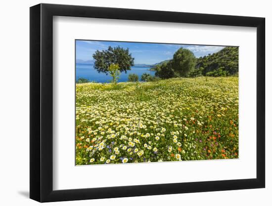 Spring Flowers in Zingaro Nature Reserve Near Scopello on This North West Coast-Rob Francis-Framed Photographic Print