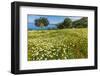 Spring Flowers in Zingaro Nature Reserve Near Scopello on This North West Coast-Rob Francis-Framed Photographic Print