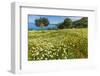 Spring Flowers in Zingaro Nature Reserve Near Scopello on This North West Coast-Rob Francis-Framed Photographic Print