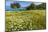 Spring Flowers in Zingaro Nature Reserve Near Scopello on This North West Coast-Rob Francis-Mounted Photographic Print