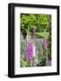 Spring Flowers, Kennett Square, Pennsylvania, Usa-Lisa S. Engelbrecht-Framed Photographic Print