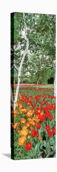 Spring Flowers, Lake Burley Griffin, Australia-null-Stretched Canvas